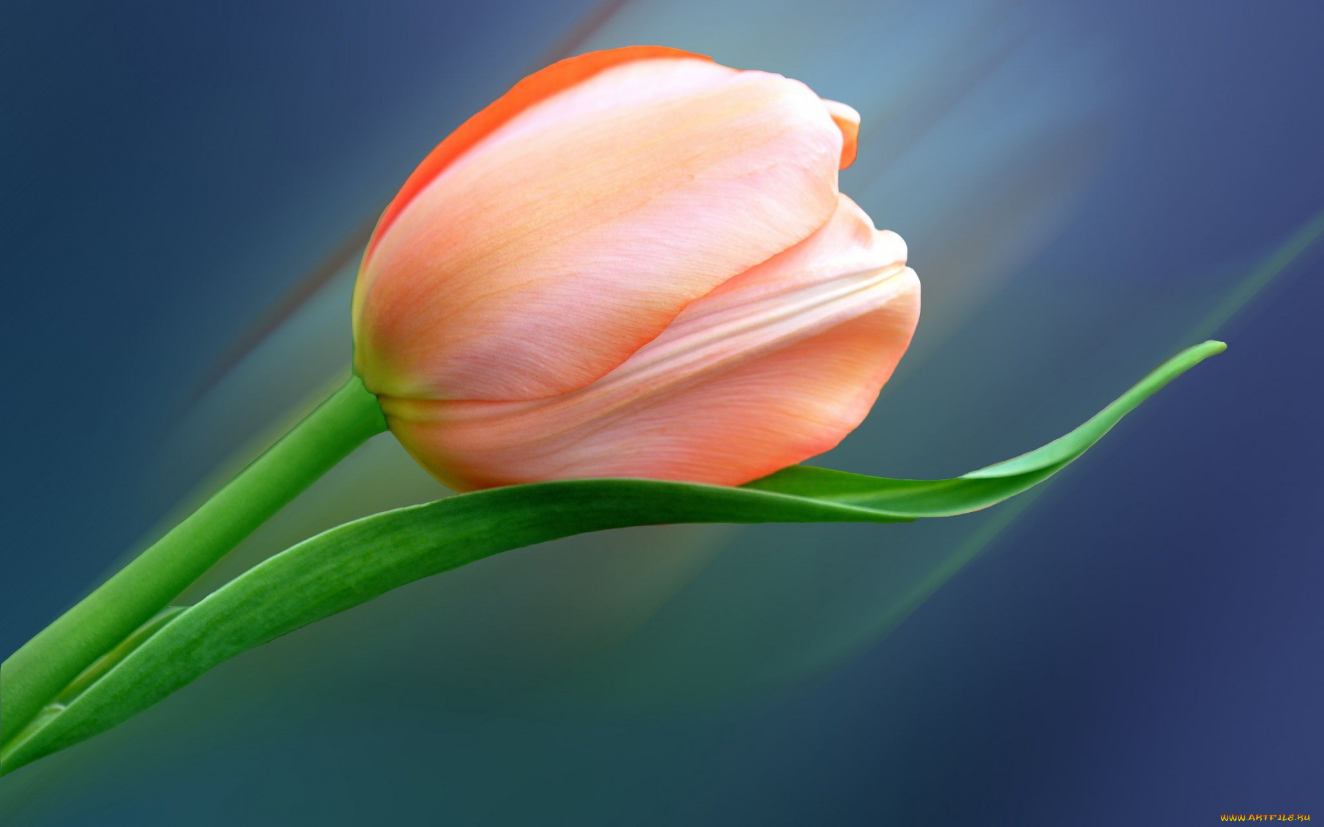 , , , , , 